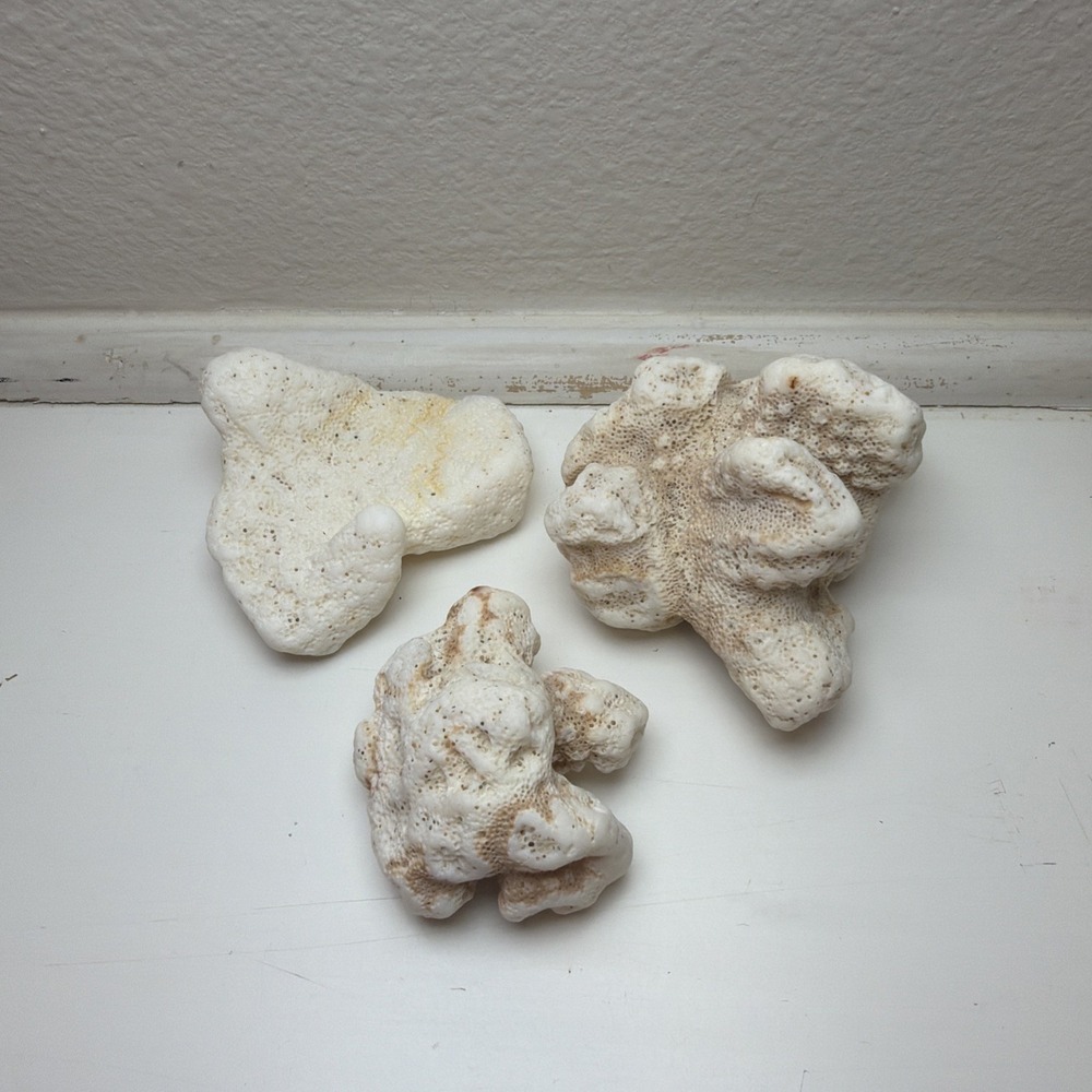 Fossilized Coral Three Pieces